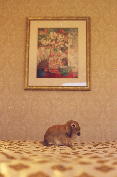 rabbit on bed